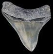 Serrated, Posterior Megalodon Tooth - Georgia #37108-2